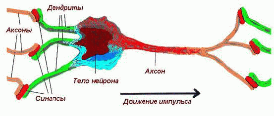 Нейрон