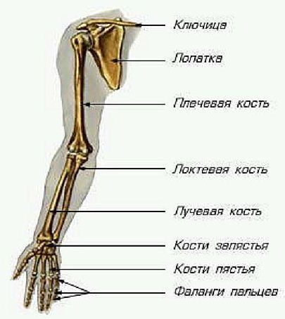 Скелет верхней части