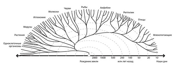 Схема эволюции живых организмов