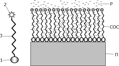 Слева – структура молекулы для самоорганизации слоя (СОС). Справа – схематическое изображение такого слоя: П – подложка;  Р – раствор молекул