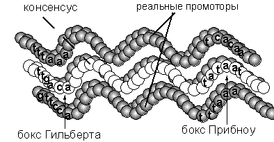 Идеальный промотор - консенсус-последовательность (в середине) является аналогом единственной версии    прототипа - аттрактора в сети Хопфилда, выработанной в ней при записи зашумленных сообщений (аналогов реальных промоторов: сверху    и снизу). Аналогом гомологического индекса, определяющего близость реальных промоторов к консенсус-последовательности, является    энергия состояния сети