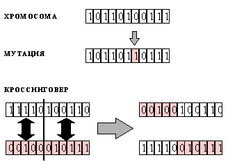 Представление искомого решения в виде битовой строки - хромосомы (вверху). Операции мутации и    кроссинговера (внизу)