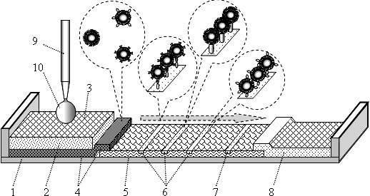 Устройство иммунохроматографической тестовой полоски: 1 – пластмассовая основа; 2 – фильтр; 3 – приемная зона; 4 – гель с биоселективными наночастицами; 5 – хроматографическая мембрана; 6 –тестовые зоны; 7 – контрольная зона; 8 – зона абсорбции; 9 – бюретка; 10 – капля жидкой пробы