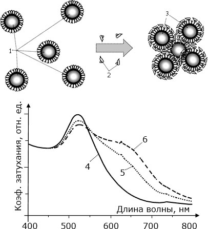 Вверху – схематическое изображение процесса коагуляции НЧ после присоединения аналита: 1 – биоселективные одиночные НЧ до присоединения аналита; 2 – условное изображение молекул аналита; 3 – НЧ, которые после присоединения аналита, объединились в пентамер. Внизу – типичные изменения в спектре экстинкции: 4 – спектр одиночных НЧ; 5 – спектр после инкубации в растворе, содержащим аналит, в течение 1 часа; 6 – спектр после двухчасовой инкубации