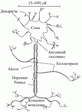 Основные морфологические компоненты нейрона