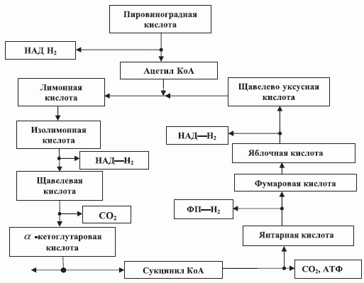 Цикл лимонной кислоты