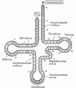 Обобщенная вторичная структура транспортных РНК [233]