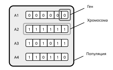  Соотношение понятий ген, хромосома, популяция, используемых в генетическом алгоритме 