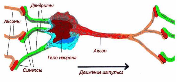 НОУ ИНТУИТ | Лекция | Модель нейронной сети