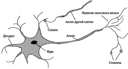 Биология 8 класс строение нейрона рисунок