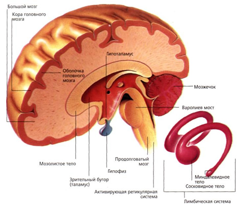 Основные отделы головного мозга (поперечный разрез)