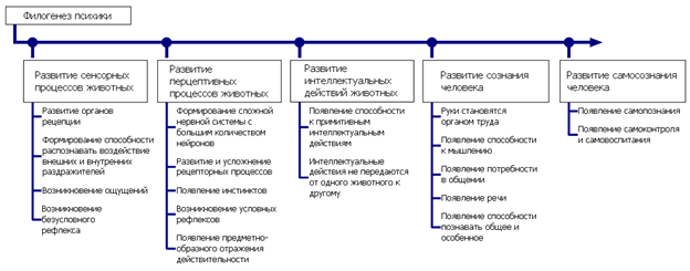 Этапы филогенеза психики