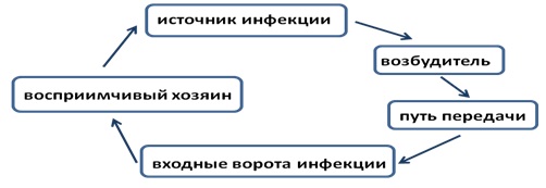 Цепочка инфекционного процесса