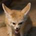 Fox Fennec